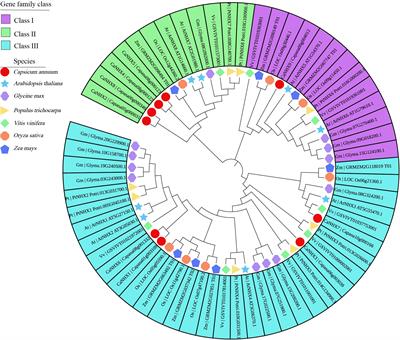 Molecular Characterization and Expression Analysis of the Na+/H+ Exchanger Gene Family in Capsicum annuum L.